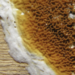 Estimation des coûts : combien coûte l’éradication des termites de votre domicile ?