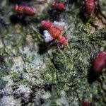 Impact des termites sur la valeur immobilière : comment protéger votre patrimoine
