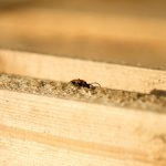 Estimation des coûts : combien coûte l’éradication des termites de votre domicile ?