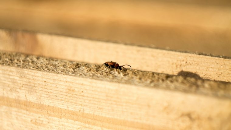 Comment réagir en cas de découverte de termites chez soi ? Étapes et mesures à prendre