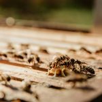 Prévention des dommages causés par les termites : techniques efficaces et conseils préventifs