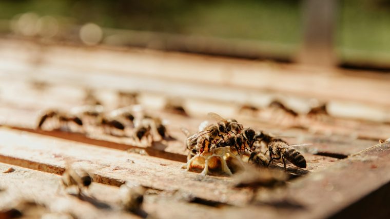Termites bois : reconnaître et traiter l'infestation dans votre habitat