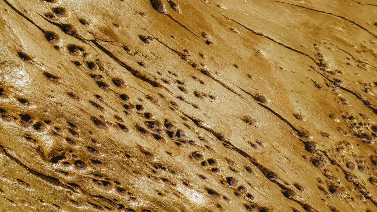 symptômes présence termites