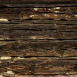 Méthodes modernes de diagnostic des infestations de termites : les techniques de pointe