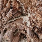 Symptômes d’une présence de termites : ce qu’il faut savoir pour agir rapidement