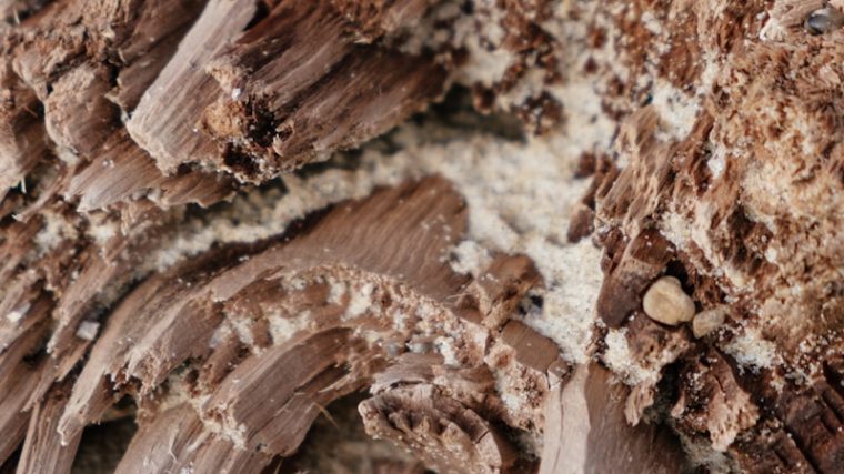 Méthodes modernes de diagnostic des infestations de termites : les techniques de pointe