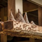 Impact des termites sur la valeur immobilière : comment protéger votre patrimoine