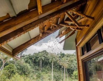 "Les mythes courants sur les termites : démêler le vrai du faux pour mieux protéger votre maison"