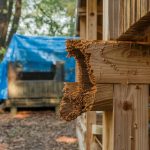 Comment protéger sa maison des termites lors de travaux de rénovation : précautions essentielles