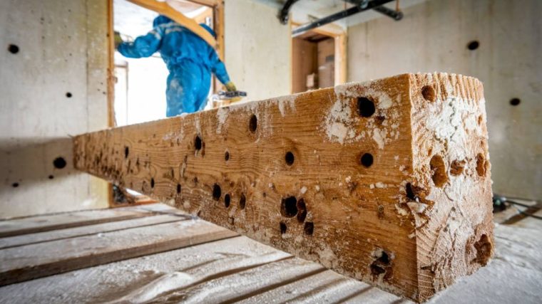 Comment protéger sa maison des termites lors de travaux de rénovation : précautions essentielles