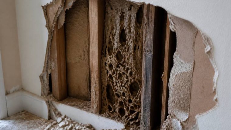 Les termites cachés dans les murs creux : comment les détecter et les traiter efficacement dans une maison ancienne
