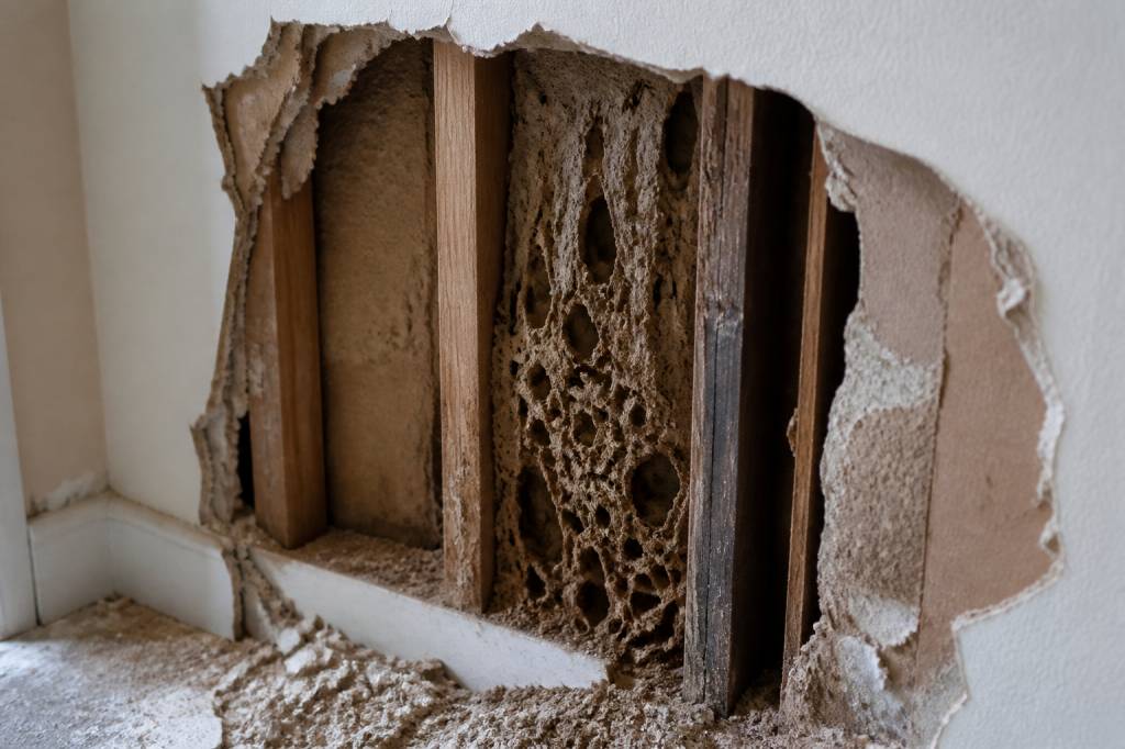 Les termites cachés dans les murs creux : comment les détecter et les traiter efficacement dans une maison ancienne