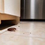 Cafard dans la maison : signification et solutions efficaces