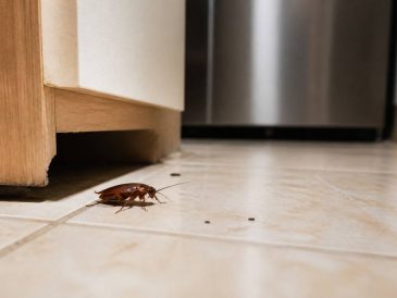 Cafards de maison : comment les identifier et s’en débarrasser durablement