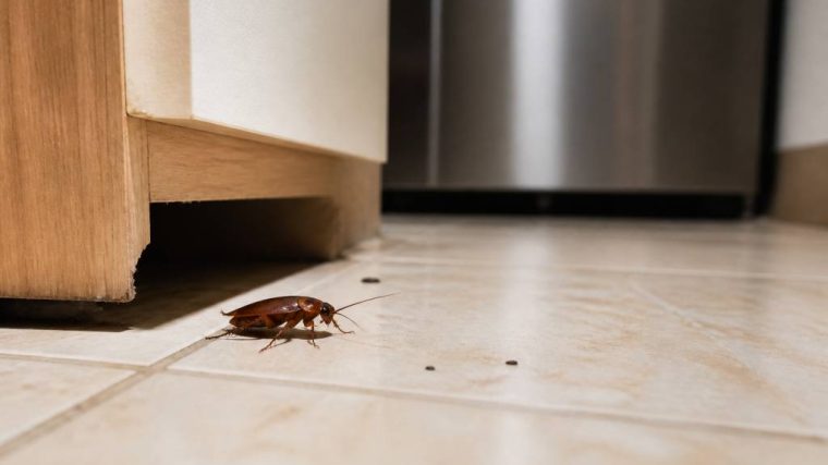 Cafards de maison : comment les identifier et s’en débarrasser durablement