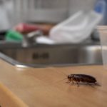 Cafards de maison : comment les identifier et s’en débarrasser durablement