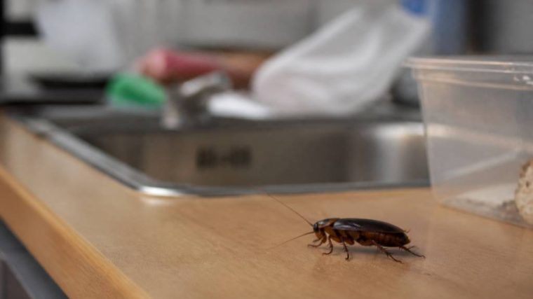 Cafard dans la maison : signification et solutions efficaces